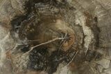 Polished Petrified Wood (Araucaria) Round - Madagascar #372768-2